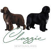 Clazzic Newfoundlands