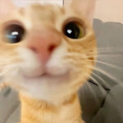Catissue