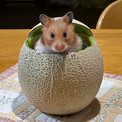 寸劇のハムちゃんねるアイコン画像