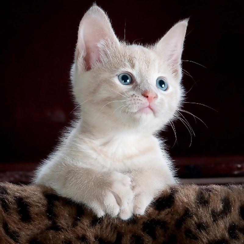 kids Baby (TV) pets animals profile avatar