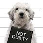 Funny Guilty Dogs logo