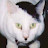 @DinduShecklestein Avatar