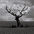 k0t8Sjo5xYQ-channel-avatar-Dark Tree