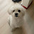 @cocoboymaltipoo
