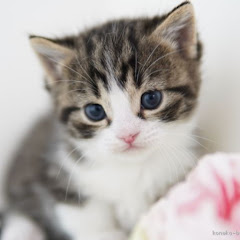 Tiny Kitten avatar