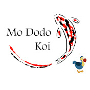 Mo Dodo Koi