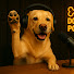 ZLCjgP-HhbI-channel-avatar-the dogbone podcast