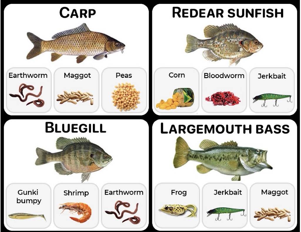 fishまとめ YouTube