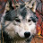 @wolf-here-