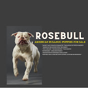 Rosebull Kennel American Bulldogs
