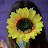 Sunflower Whispers ASMR