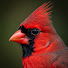JmFSFdcPYxU-channel-avatar-Bird Mind Wild