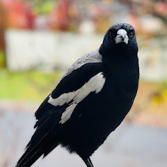 Birds of Australia channel thumbnail