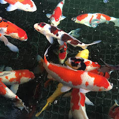 新潟県長岡市宮内町ライブカメラアイコン画像