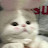 @shingo9013