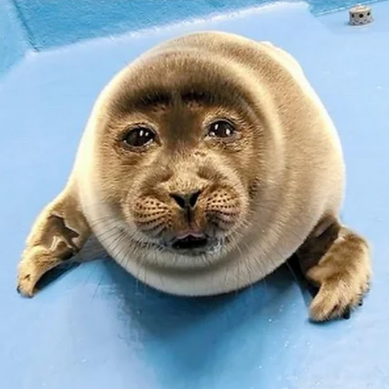 poopywelp