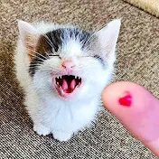 Purrfect Pets