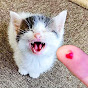 Purrfect Pets Avatar
