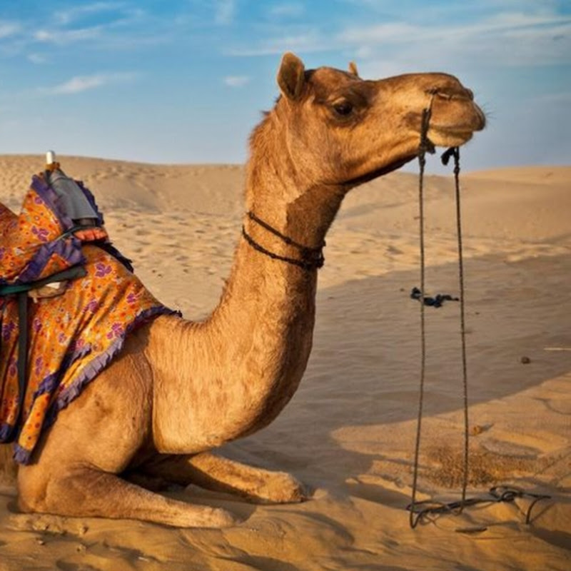 Domestic Thari Animals   Environment