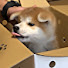 wKg7-VEMI90-channel-avatar-秋田犬ももこの成長記録