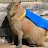CapybaraBasado
