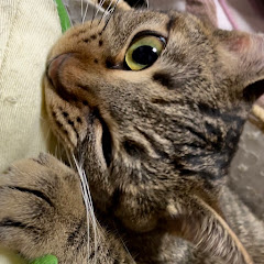 seiaki