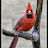 @cardinalsinbin