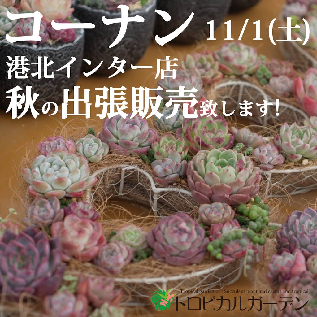 Tropical Garden succulent - YouTube