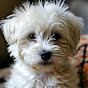  Paw Family Countryside Avatar