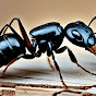 ANTS logo
