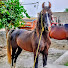 CJI9lW2EWCQ-channel-avatar-Akuka Horse & Dairy Farm