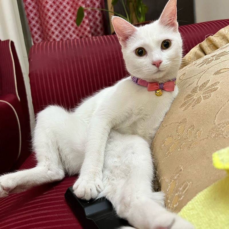 My Pussy Cat