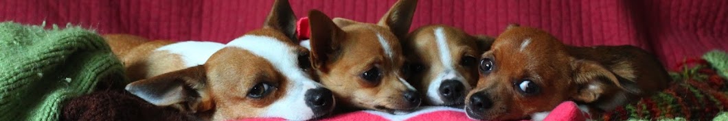 Chihuahua Kisses YouTube channel avatar