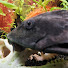 E_e9pARzSwg-channel-avatar-Plecogamer
