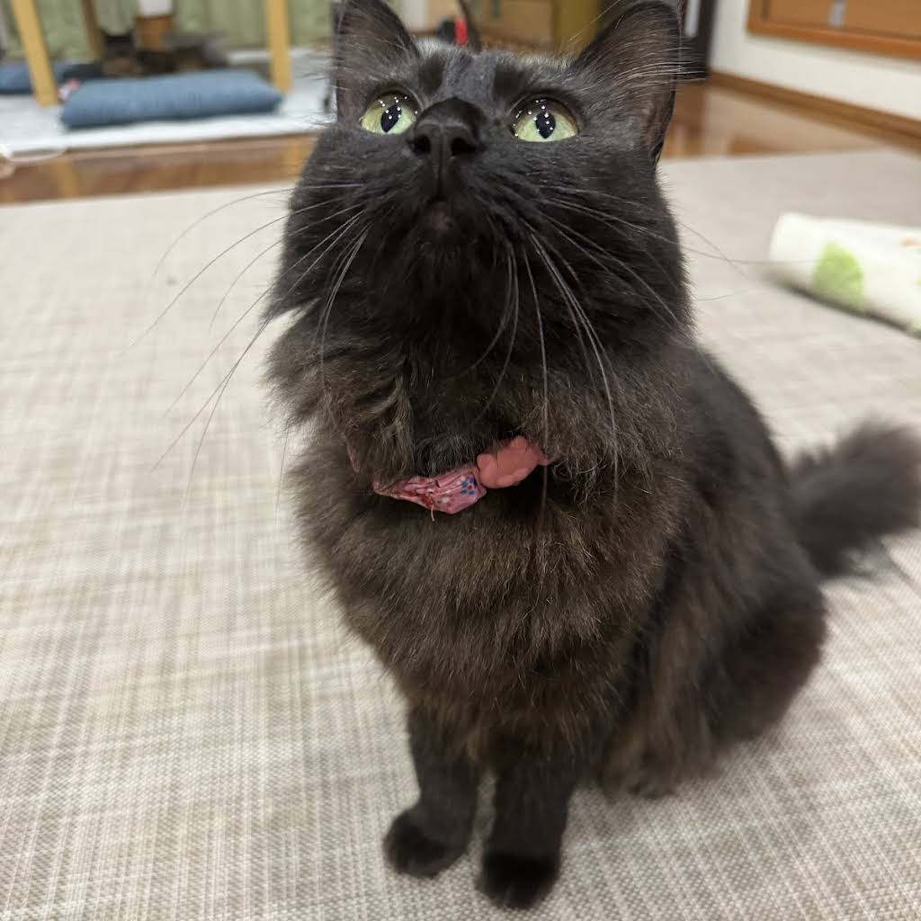 「サビ猫」ポジャギ　けいとたまちゃんです！！！ サビ猫」ポジャギ けいとたまちゃんです！！！ サビ猫」ポジャギ