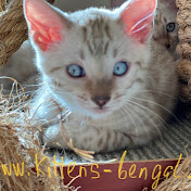 Kittens Bengal