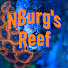 nxpUUhKiaOw-channel-avatar-NBurg Reef