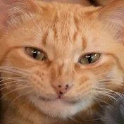 ねこLink🔗