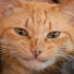 VdDw7TTlcnc-channel-avatar-ねこLink🔗