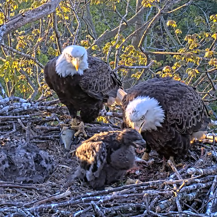 Post from Falconshire Raptors