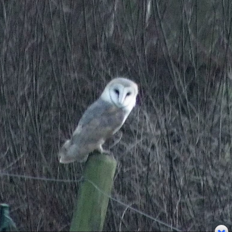 Peasmarsh Owl Cam logo