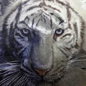 【山本太郎】を応援するべきと目覚めた者　トラジロ🐯