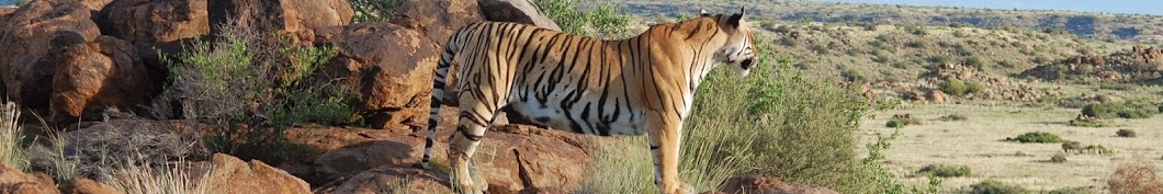 TigerCanyons Avatar de chaîne YouTube