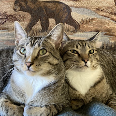 Cats! Smokey and Gray | 猫 | スモーキー＆グレーアイコン画像