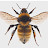 @Cloudbee-i8v