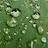 Leaf of Life