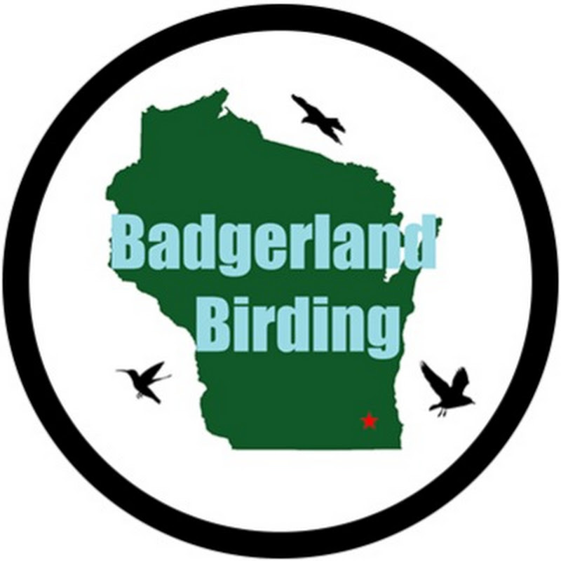 Badgerland Birding