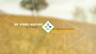Заставка Ютуб-канала «4K Video Nature - Focus Music»