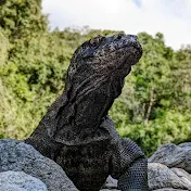 KOMODO ALLIGATOR