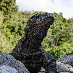 KOMODO ALLIGATOR